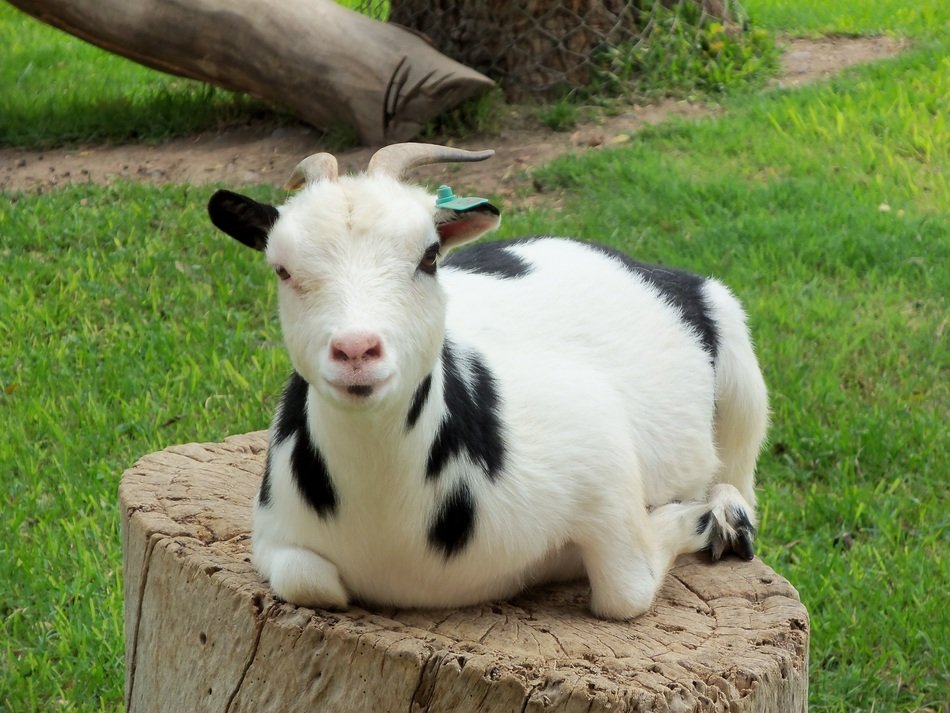 attractive Goat