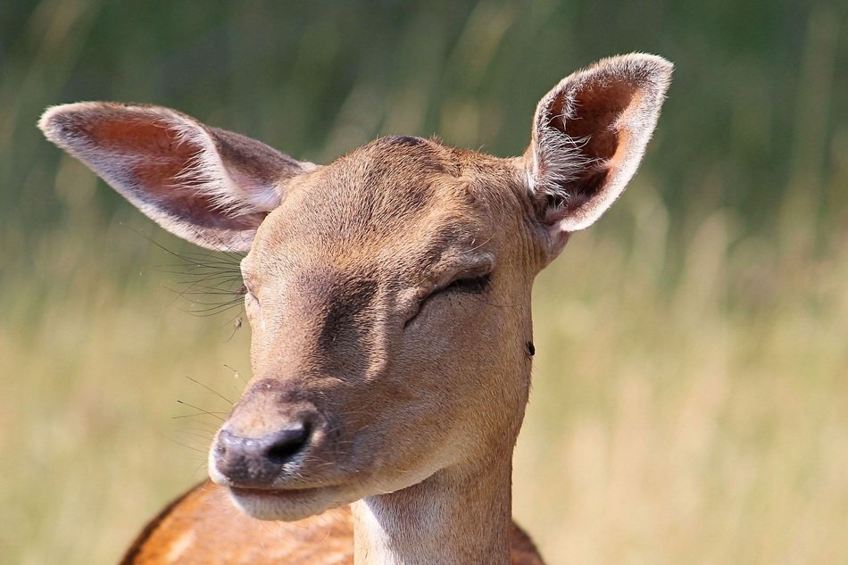 roe head on the background of forest trees