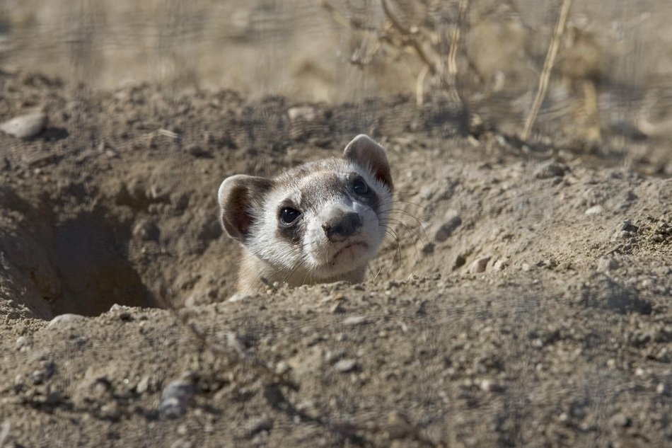 Head Ferret