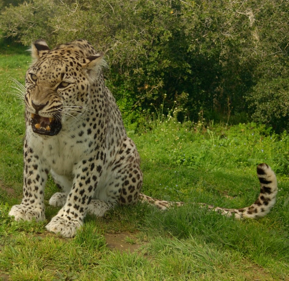 Fierce Panther sits on grass