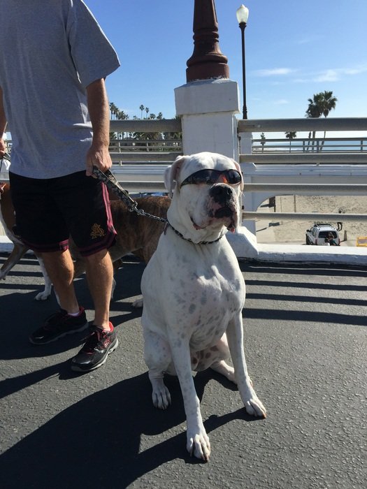 Beautiful white and black funny dog with sun glasses