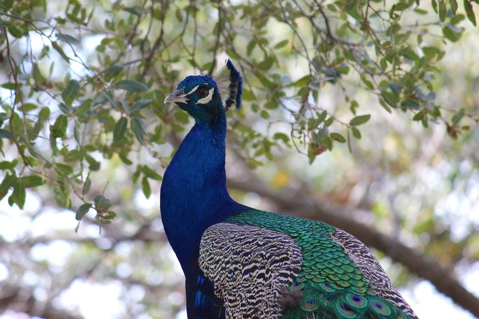 beautiful and cute blue Bird