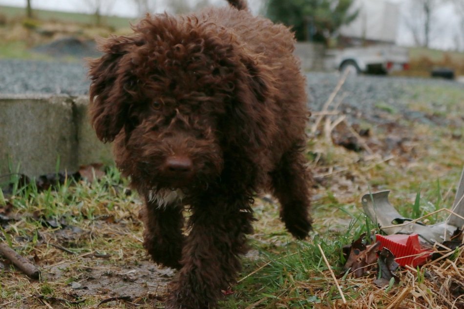 lagotto of a color brown
