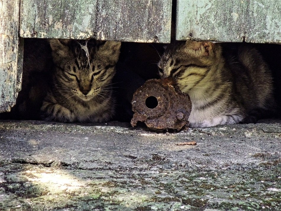 Feral Cats Relaxing