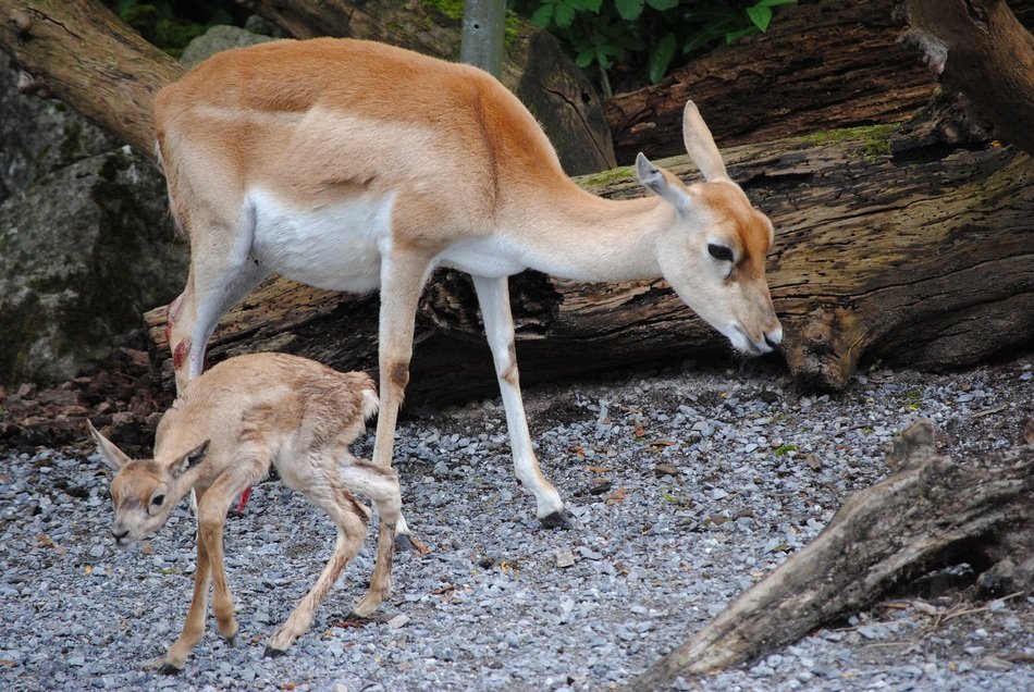 young deer in the thicket of the forest
