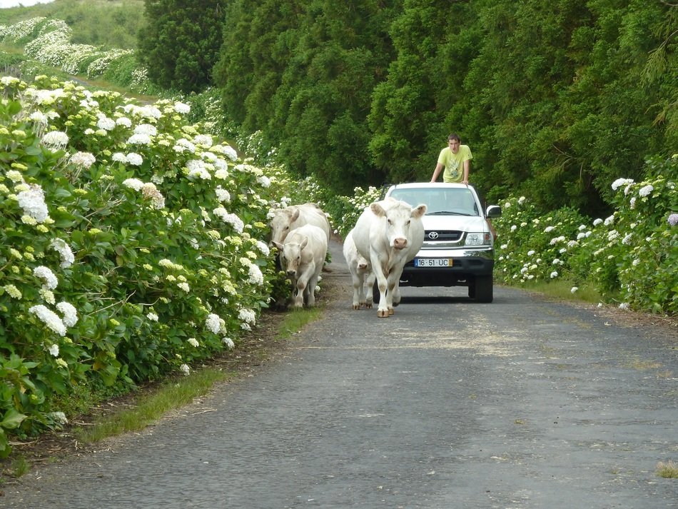 cows are on the road drawing