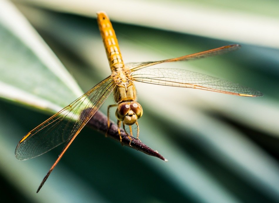 yellow gold dragonfly on the blade of grass close-up on blurred background