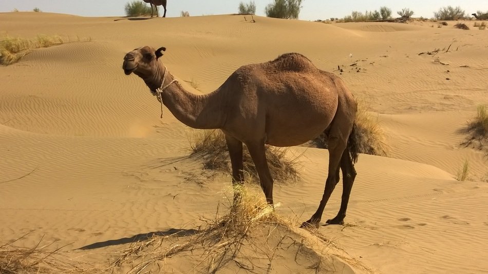 Cute and beautiful camel on landscape in the Desert with plants, Turkmenistan