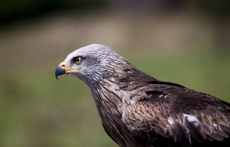 Beautiful bird of prey