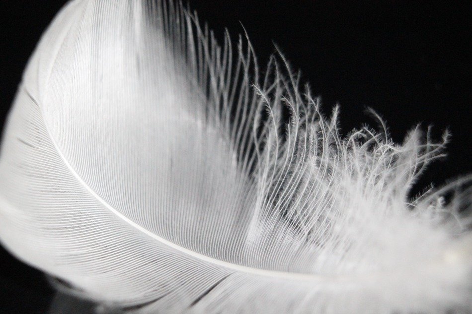 white down feather