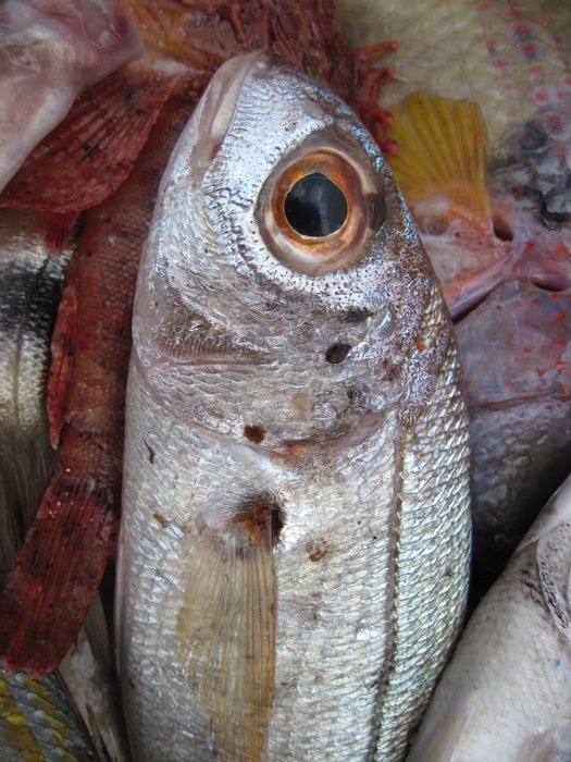 Fish in the market