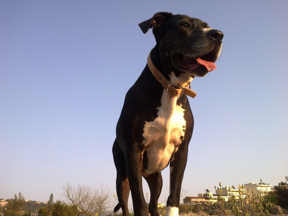 Pitbull, low angle view of black and white Dog