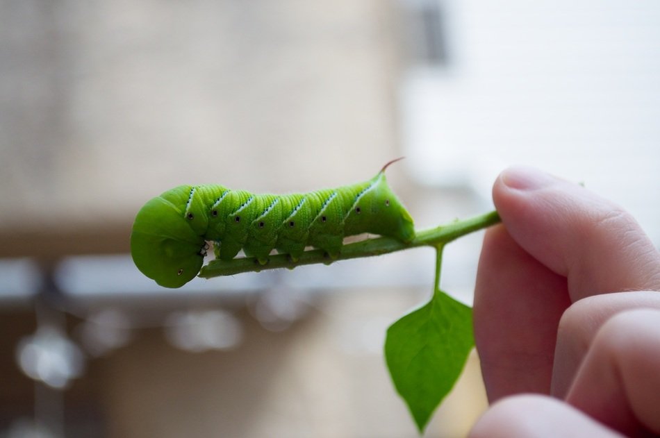 Green Caterpillar on a branch