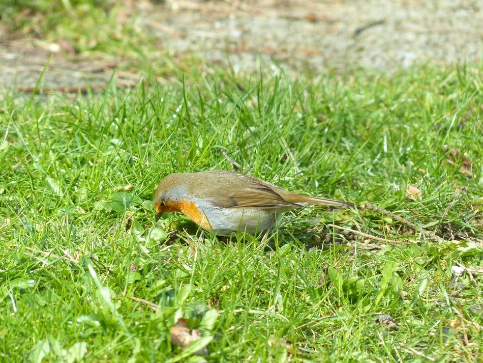 robin on the meadow