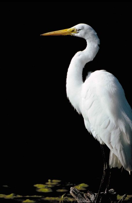portrait of Standing white stork in a water