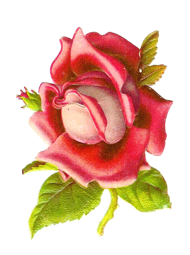 İllustration of Pink Rose free image download