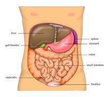 Anatomy Abdomen Organs