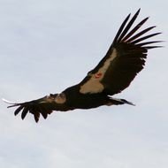 California Condor