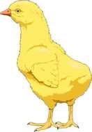 yellow chick with long neck, drawing