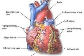Detailed Human Heart Drawing
