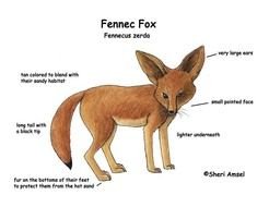 Desert Fennec Fox Adaptations
