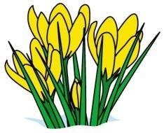 Spring flower yellow drawing