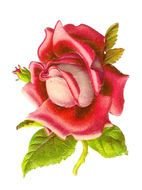 Ä°llustration of Pink Rose