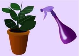 caring for houseplant