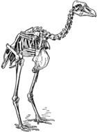Dodo Bird Skeleton drawing