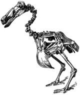 skeleton of a bird