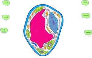 Plant Cell drawing