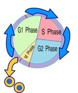 Simple Cell Cycle Diagram