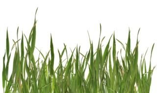 photo of grass on a white background