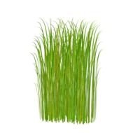 tall green grass