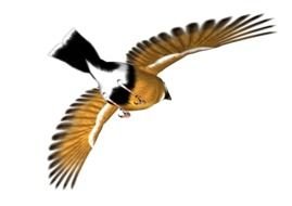 Clip Art of the flying bird