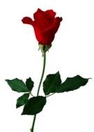 Free Rose Clip Art drawing