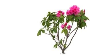 green bush with pink flowers as a graphic illustration