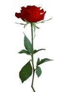 Red Rose Clip Art drawing