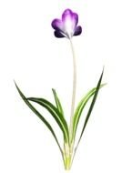 Clip art of Crocus flower