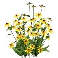 wild yellow flowers on the white background
