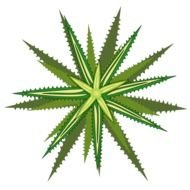Bromelia 05 Clipart By Jpenrici
