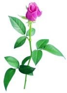 pink rose with green leaves on a white background