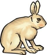 Rabbit as an illustration