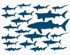 Sharks Silhouette darwing