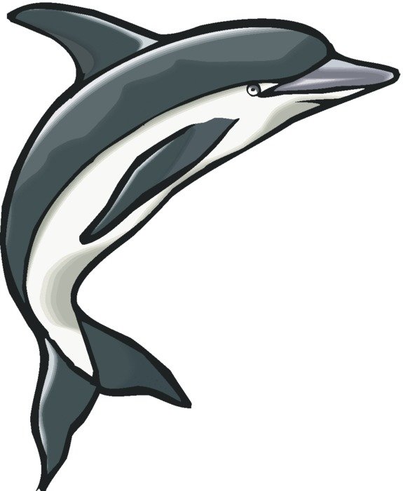 drawn gray dolphin on a white background