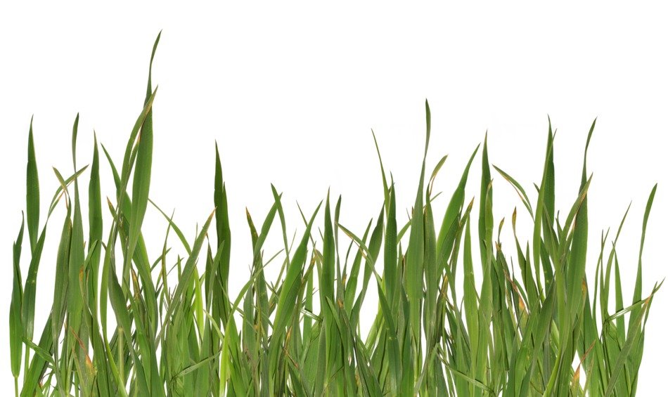 photo of grass on a white background