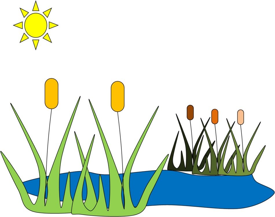 İllustration of Pond