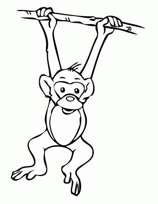 Monkey Hanging From Tree