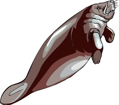 Manatee Clip Art
