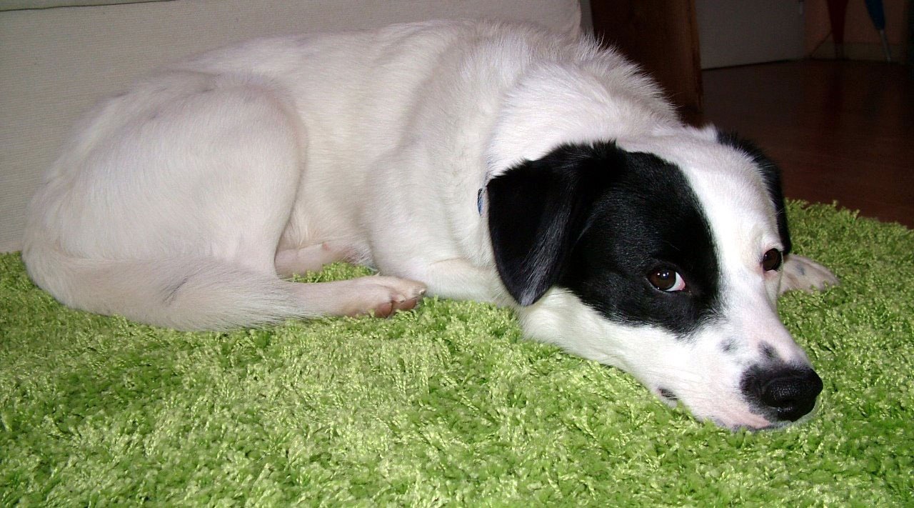 white dog with black spots